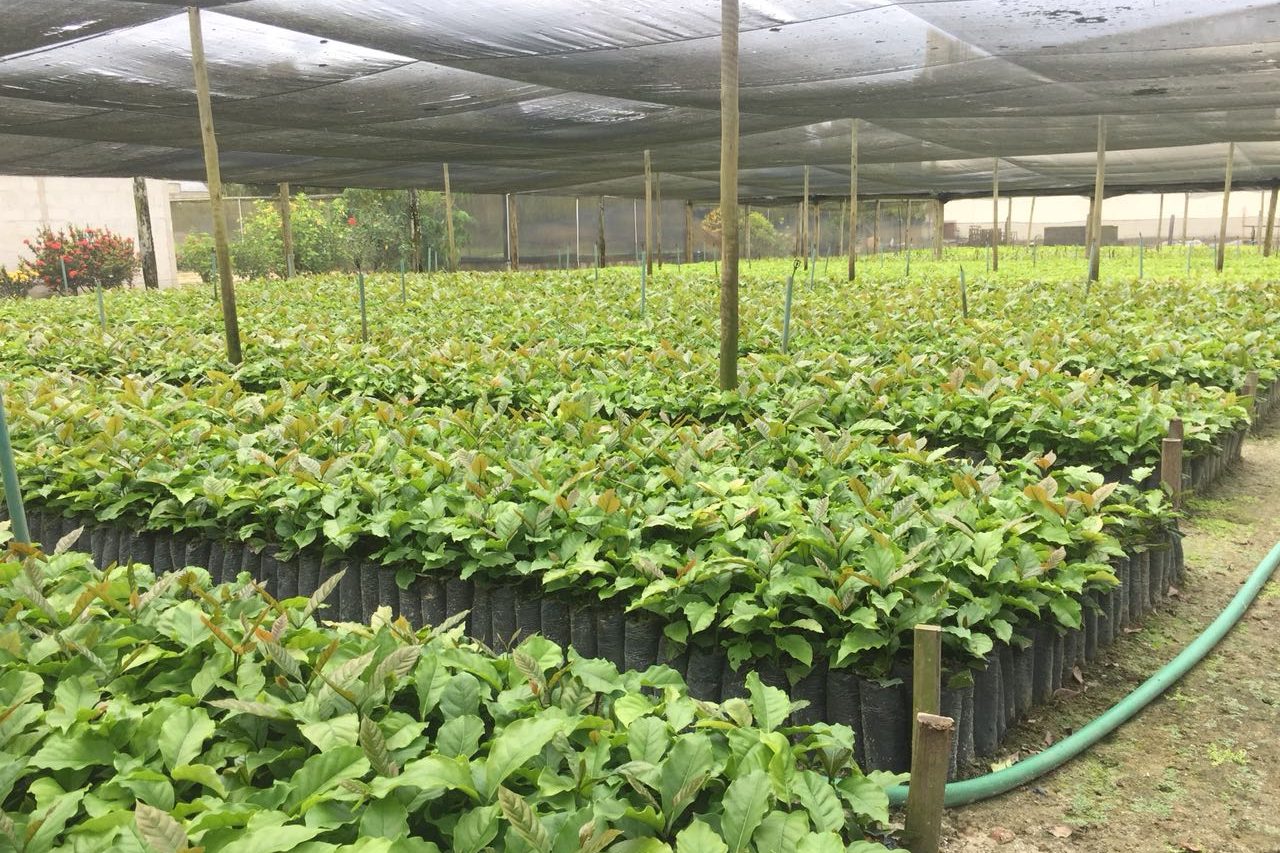 Conilon nursery, Espírito Santo
