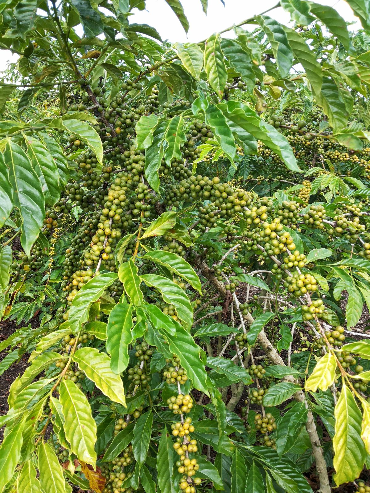 Conilon coffee tree in cherry, Espírito Santo