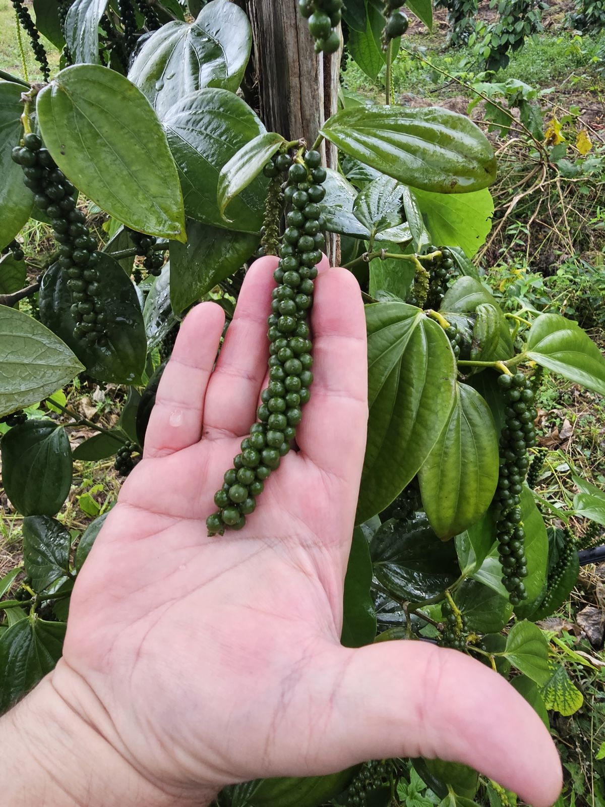 Pepper spike, Pará