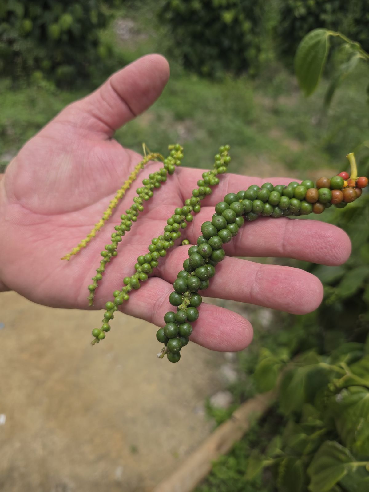 Pepper spikes, from flower to ripe berry