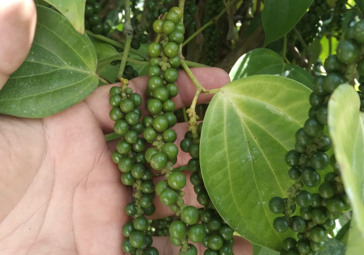 Pepper spikes before harvest