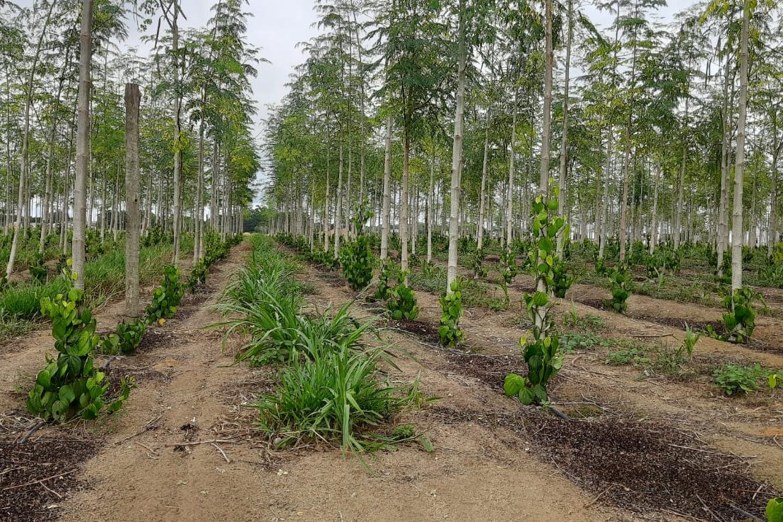 Young pepper vines on living stakes