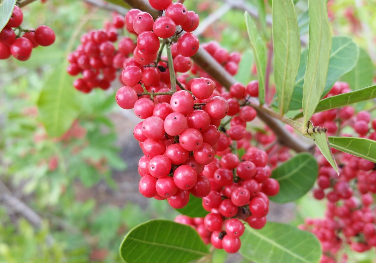Pink pepper tree in fruit