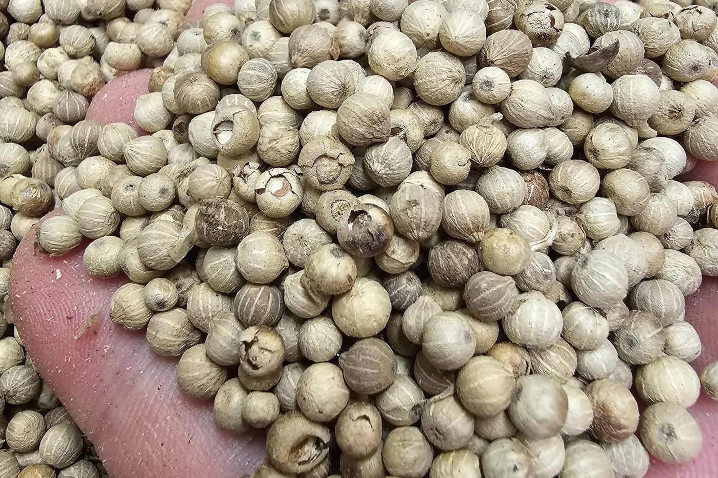 White pepper W1